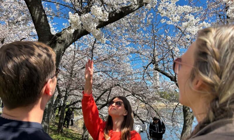 DC: Cherry Blossoms & Tidal Basin Memorials Walking Tour - An Authentic Journey Through DC’s Memorials and Blooms