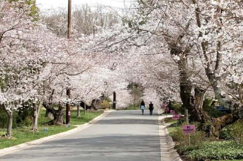 DC Kenwood Cherry Blossoms Small Group Max 12 Half-Day Tour - Final Thoughts: Is It Worth It?