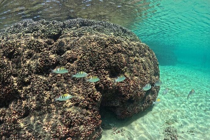 DE Huatulco Secret Reefs Snorkeling Tour DE Huatulco - Key Points