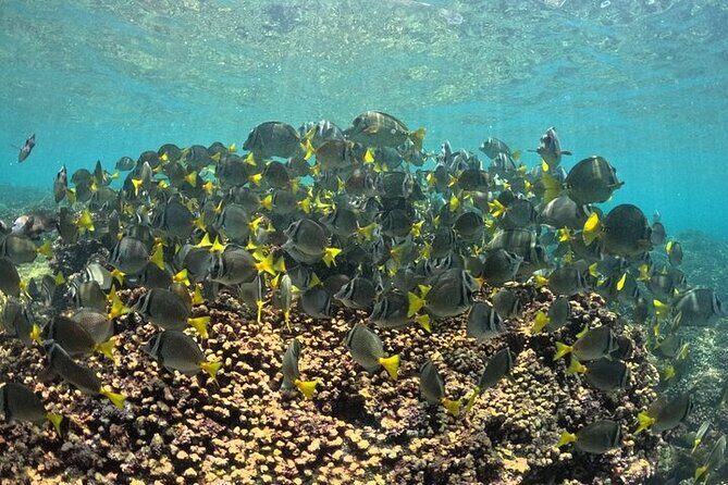 DE Huatulco Secret Reefs Snorkeling Tour DE Huatulco - Exploring Huatulco’s Secret Reefs: A Detailed Review