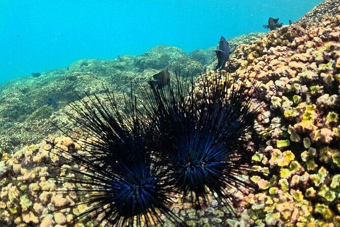 DE Huatulco Secret Reefs Snorkeling Tour DE Huatulco - Frequently Asked Questions (FAQs)