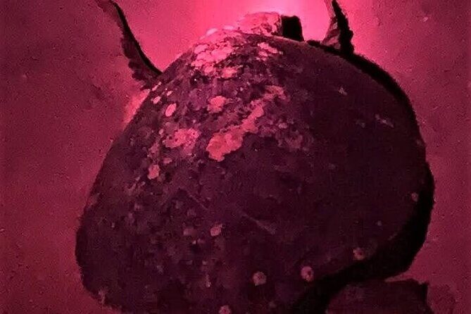 DE rismo and Night Monitoring of Sea Turtles - Discovering Huatulco’s Nighttime Wilderness