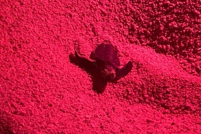 DE rismo and Night Monitoring of Sea Turtles - What Travelers Can Expect