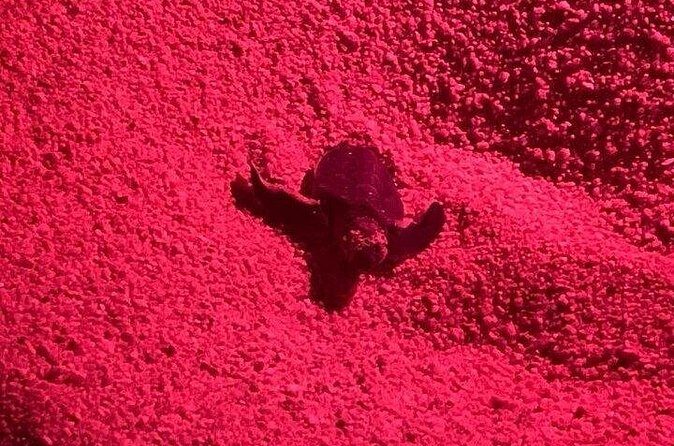 DE rismo and Night Monitoring of Sea Turtles - The Practical Side: What to Know Before You Go