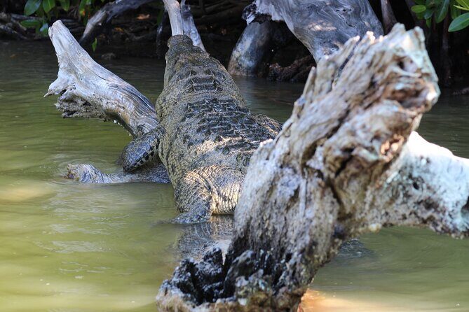 De Valladolid:Rio lagartos+Coloradas+Ek Balam+Cenote(Transporte) - The Sum Up