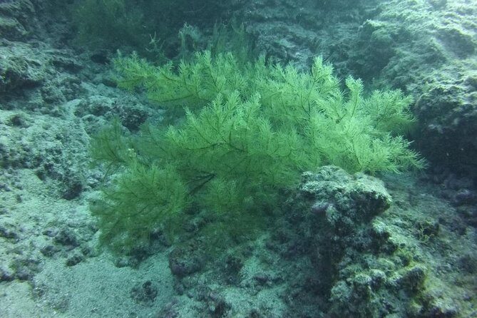DEEP DIVING SPECIALITY - Discover a new world up to 40m depth ! - What Is Included and What Is Not?