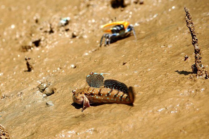 Deep Mangrove and Canyon Kayak Tour in Krabi - Considerations for Travelers