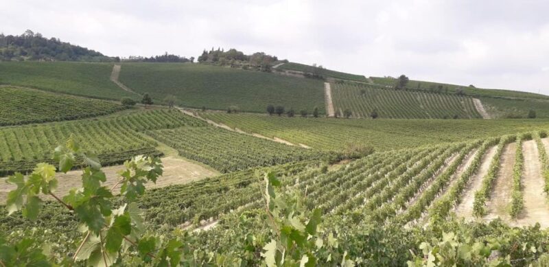 Degustazione di vini del Monferrato con visita della cantina - Experience the Flavors of Piedmont: Wine Tasting & Cantina Tour in Monferrato