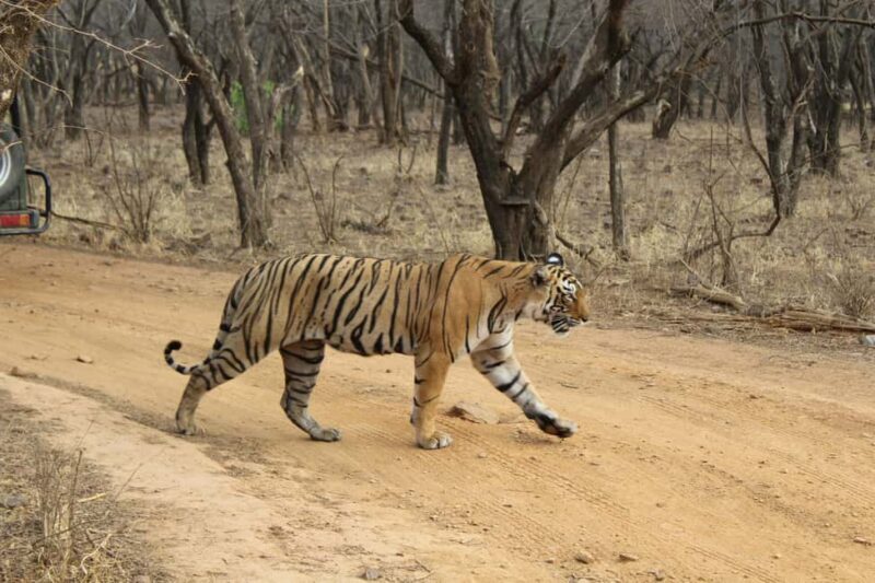 Delhi: 2-Day Jim Corbett Safari Adventure - Key Points