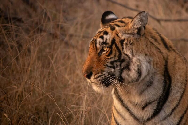 Delhi: 2-Day Jim Corbett Safari Adventure - FAQs