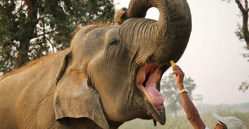 Delhi: 3Day Golden Triangle with Elephant SOS (5 Star Hotel) - Explore Indias Golden Triangle with Elephant SOS: A 3-Day Adventure