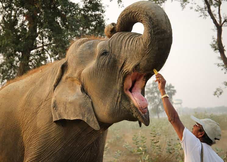 Delhi: 3Day Golden Triangle with Elephant SOS (5 Star Hotel) - Who Should Consider This Tour?