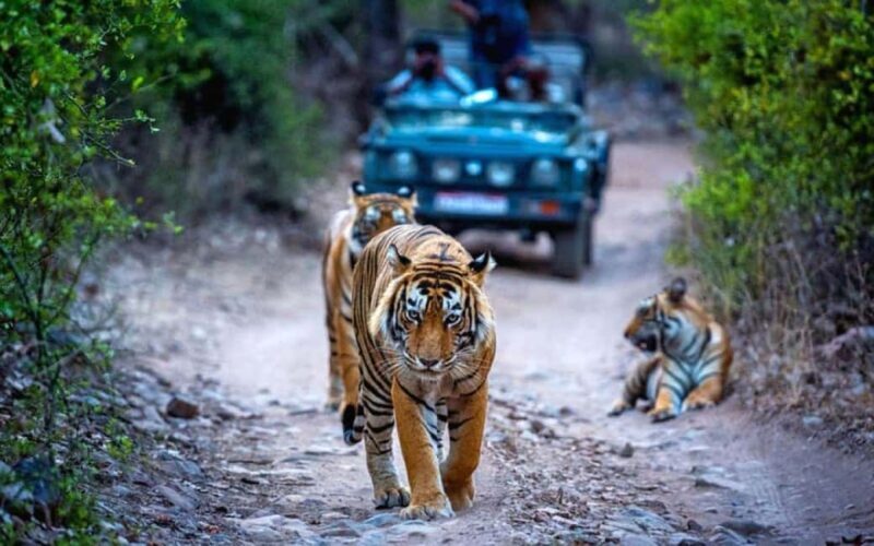 Delhi: 4Day Golden Triangle with Ranthambore (5 Star Hotels) - The Sum Up
