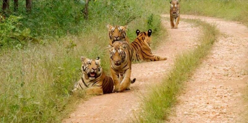 Delhi, Agra, Jaipur & Ranthambore Tiger Safari 5-Day Tour - Key Points
