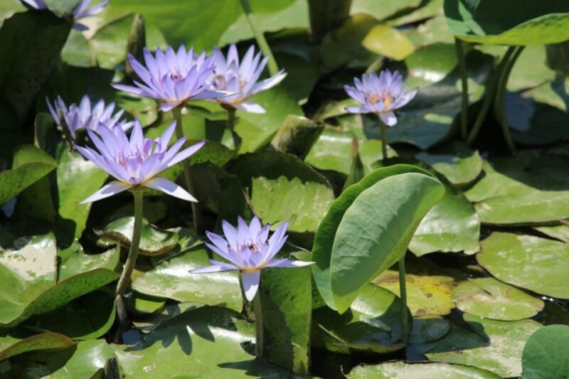 Delhi Hidden Gems Tour: Art, History & Heritage Parks - A Detailed Look at the Delhi Hidden Gems Tour