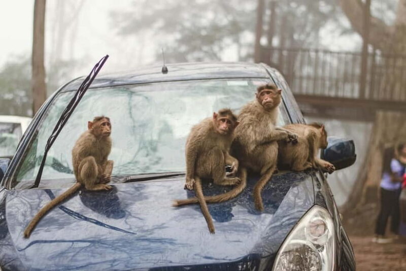 Delhi: Monkey Safari guided walking tour - FAQs