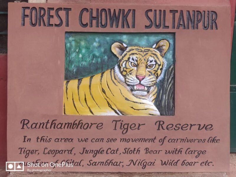 Delhi: Private 3-Days Jaipur & Ranthambore Tiger Safari Tour - Practical Tips and Considerations