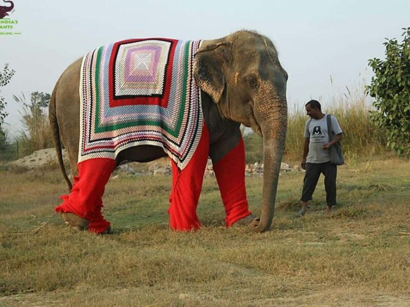 Delhi: Private 3-Days Jaipur & Ranthambore Tiger Safari Tour - Who Should Consider This Tour?