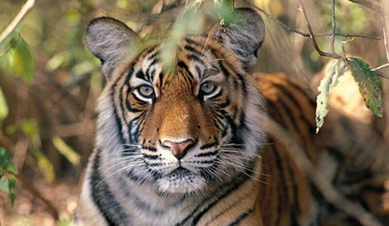 Delhi: Ranthambore National Park 3-Day Trip w/ Tiger Safari - The Sum Up: Why Choose This Ranthambore Safari Tour?
