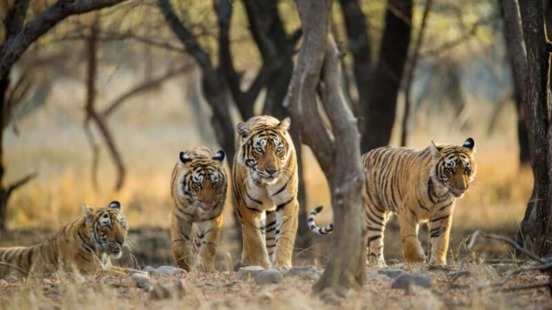 Delhi: Same Day Sariska National Park Tour with Tiger Safari - Exploring Sariska: A Full-Day Safari from Delhi