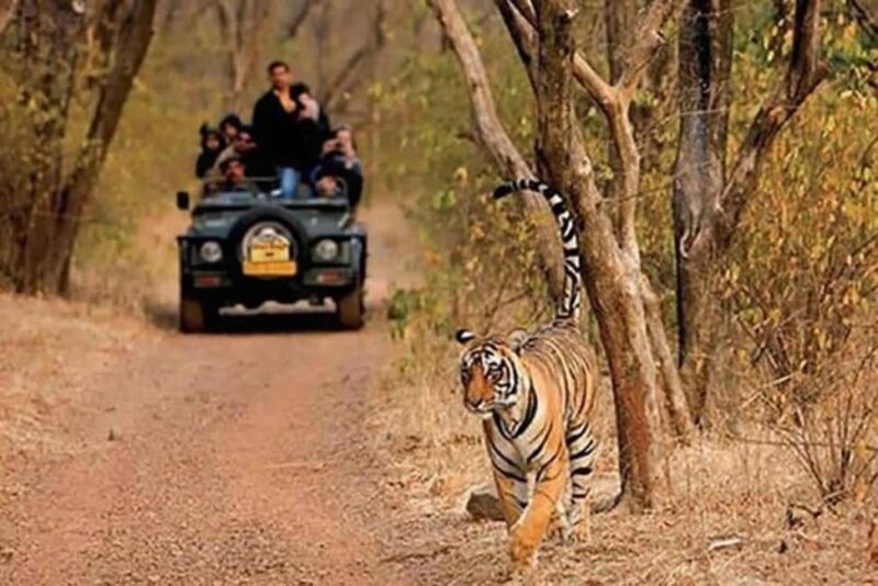 Delhi: Same Day Sariska National Park Tour with Tiger Safari - Key Points