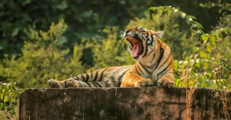 Delhi: Same Day Sariska National Park Tour with Tiger Safari - What Makes This Tour Unique?