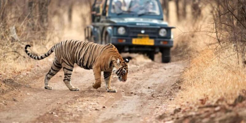 Delhi: Same Day Sariska National Park Tour with Tiger Safari - FAQ