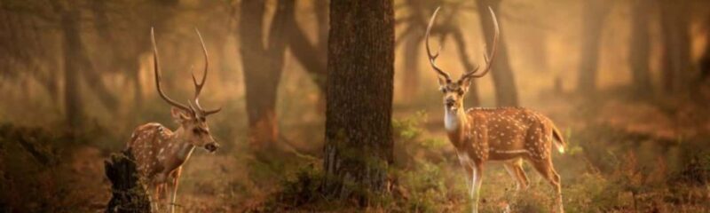 Delhi: Sariska Tiger Reserve Tour with 5-Star Lunch - Discover the Sariska Tiger Reserve in Style: A Full-Day Luxury Adventure from Delhi