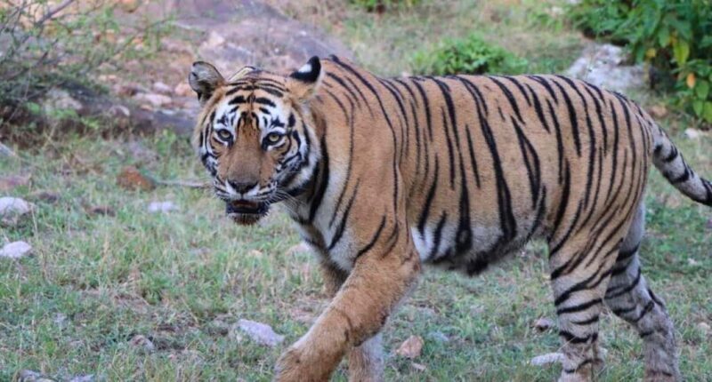 Delhi: Sariska Tiger Reserve Tour with 5-Star Lunch - Key Points