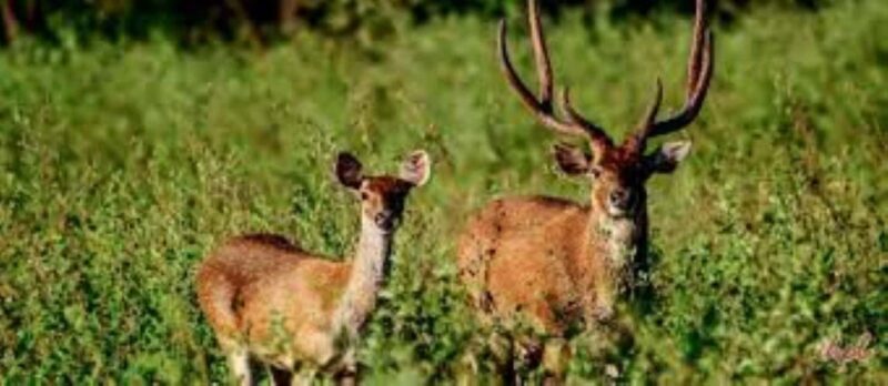 Delhi: Sariska Tiger Reserve Tour with 5-Star Lunch - Final Thoughts