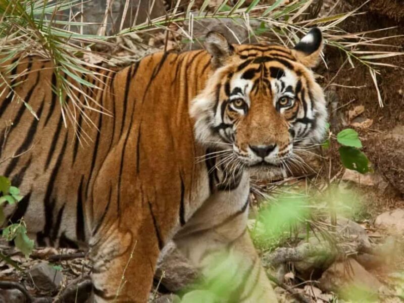 Delhi: Sariska Tiger Reserve Tour with 5-Star Lunch - FAQs