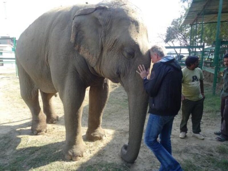 Delhi: Taj Mahal & Wildlife SOS Elephant/Bear Sanctuary Tour - An In-Depth Look at the Experience