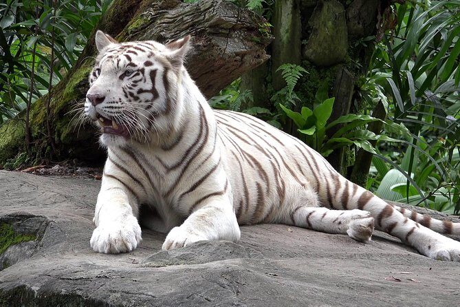 Delhi Zoo White Tigers & lions with Old Fort Visit - Key Points