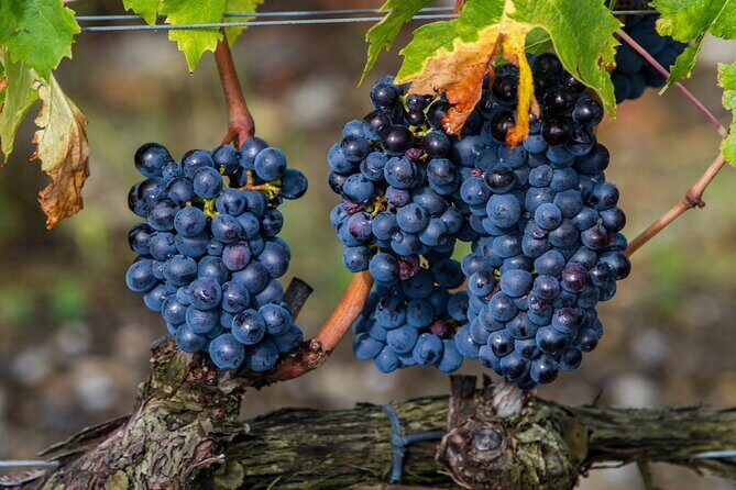 Delightful Tuscany wine experience in charming places - Why This Tour Offers Great Value