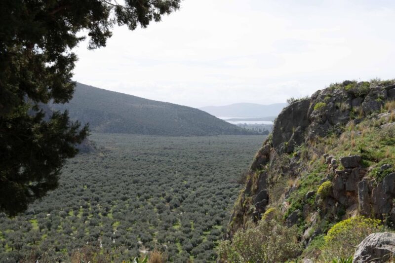 Delphi: Easy Hike on Ancient Path through the Olive Groves - A Closer Look at the Experience