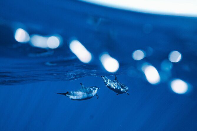 Deluxe Catamaran Swim with Dolphins in Oahu with Waterslide - A Detailed Look at the Tour Experience