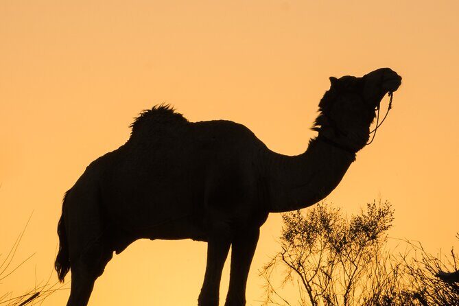 Deluxe Desert Experience & Cultural Night - Authenticity and Value: What Makes This Tour Stand Out?