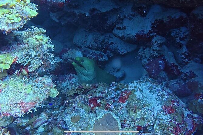 Deluxe Half Day Private Charter Adventure in Bonaire - Frequently Asked Questions