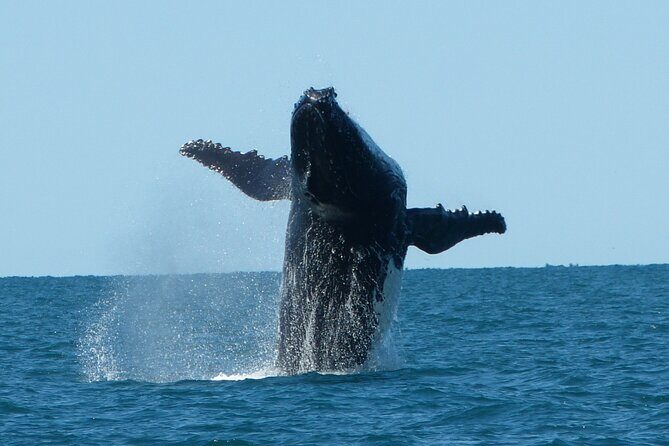 Deluxe Mega Fauna Humpback or Whaleshark Swim Ningaloo Reef - The Sum Up: Who Will Love This Tour?