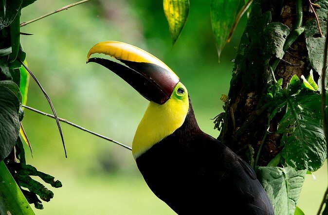 Deluxe Private Bird Watching Tour | Manuel Antonio - In-Depth Look at the Experience