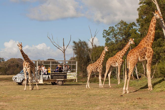 Deluxe Safari Adventure at Werribee Open Range Zoo - excl. entry - A Detailed Look at the Deluxe Safari Experience