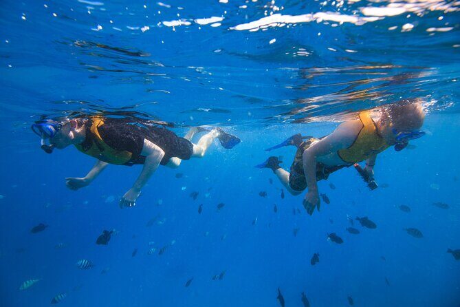Deluxe Snorkel and Wildlife Cruise in Waikiki - The Itinerary: What Your Day Looks Like