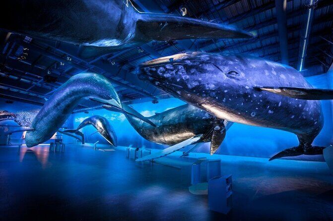 Deluxe Whale Watching and Whales of Iceland Exhibition Combo from Reykjavik - An Authentic Icelandic Marine Adventure: Whale Watching and the Whales of Iceland Exhibition