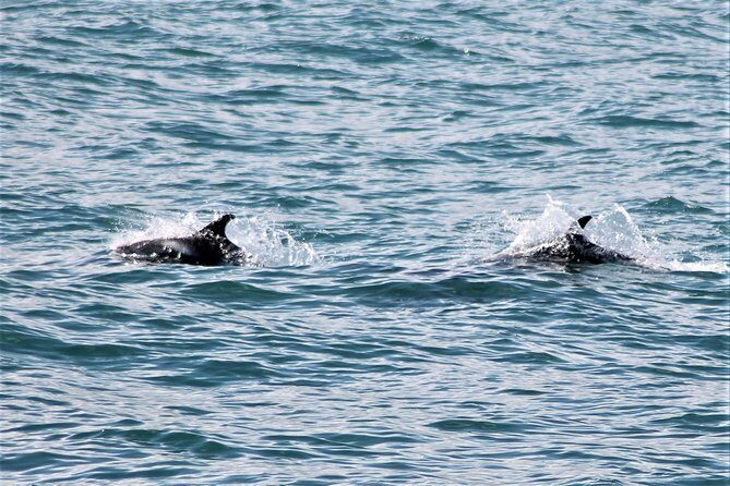 Deluxe Whale Watching and Whales of Iceland Exhibition Combo from Reykjavik - Key Points