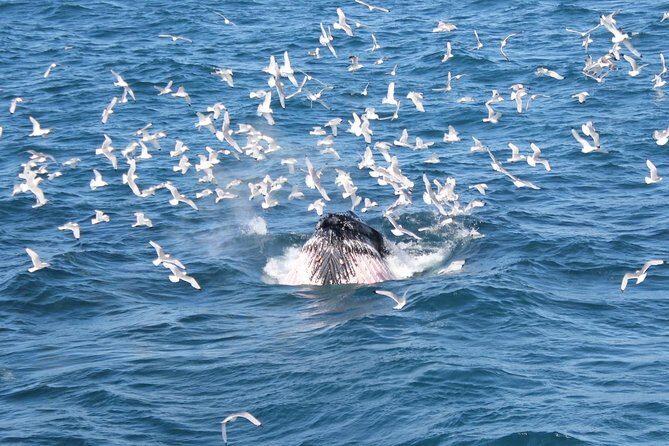 Deluxe Whale Watching and Whales of Iceland Exhibition Combo from Reykjavik - What the Whale Watching Experience Means for You