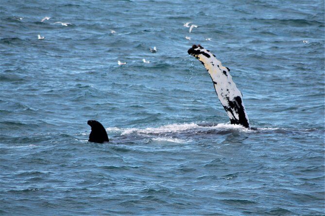 Deluxe Whale Watching and Whales of Iceland Exhibition Combo from Reykjavik - Practical Details: What You Need to Know