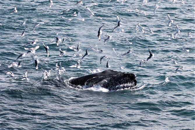 Deluxe Whale Watching and Whales of Iceland Exhibition Combo from Reykjavik - Authentic Reviews: What Past Travelers Say