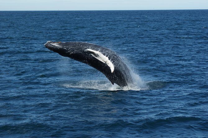 Deluxe Whale Watching and Whales of Iceland Exhibition Combo from Reykjavik - FAQ
