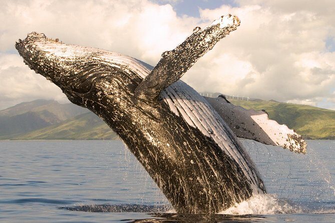 Deluxe Whale Watching Sail on Maui - A Thorough Look at the Deluxe Whale Watching Sail on Maui