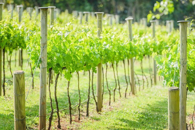 Deluxe Wine Tour to Tamborine Mountain, includes two course lunch - Final Thoughts